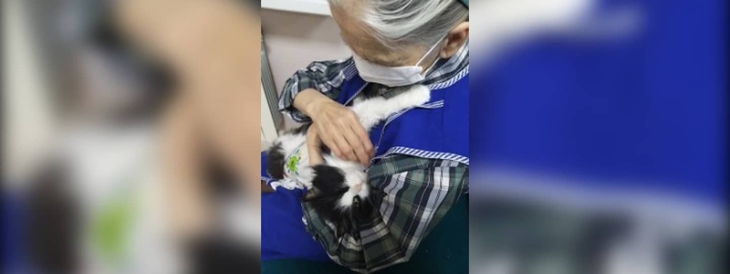 Клуб любителей котиков поможет пожилым людям и детям с особенностями скрасить одиночество