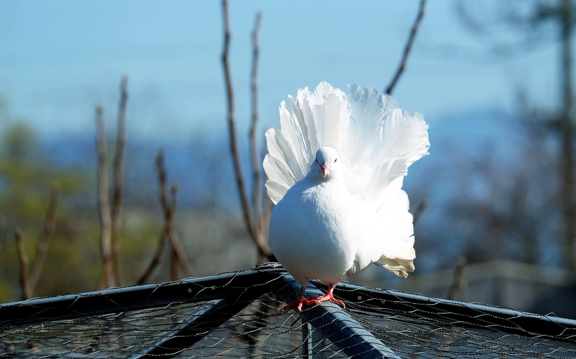 Белыми голубями летите к маме домой. Белый голубь. Белая птица. Красивые голуби. Красивый белый голубь.