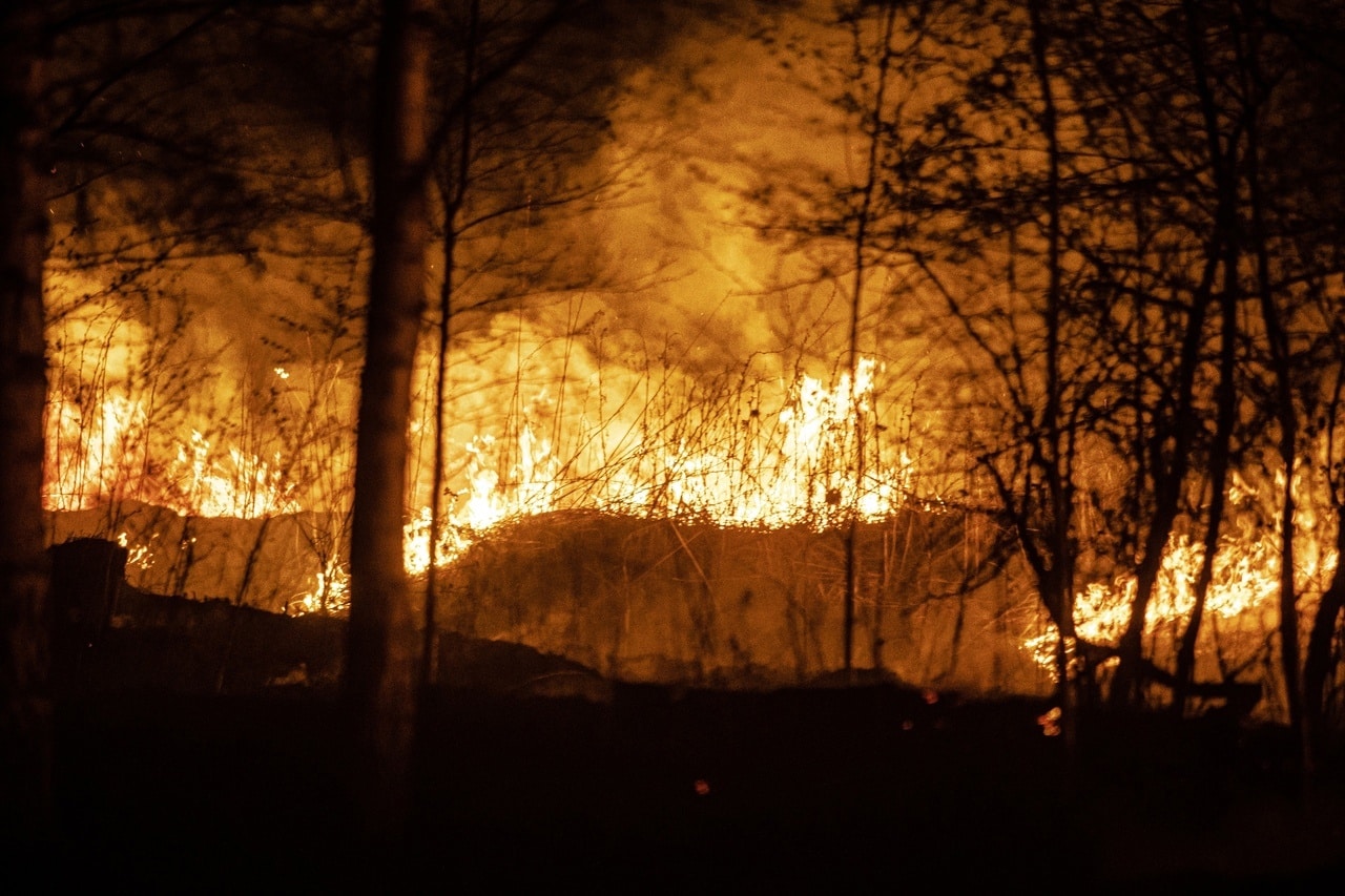 Костромской реабилитационный центр для животных «Белый Бим» чуть не сгорел в пожаре