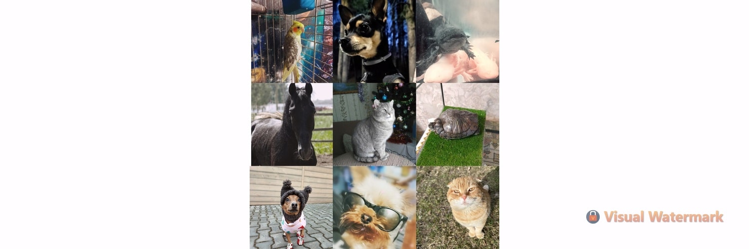 19 апреля костромичи отмечают Всемирный день владельцев домашних животных