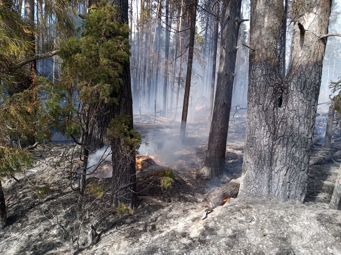 Природный лесной пожар в Костромской области площадью 5 га удалось локализовать