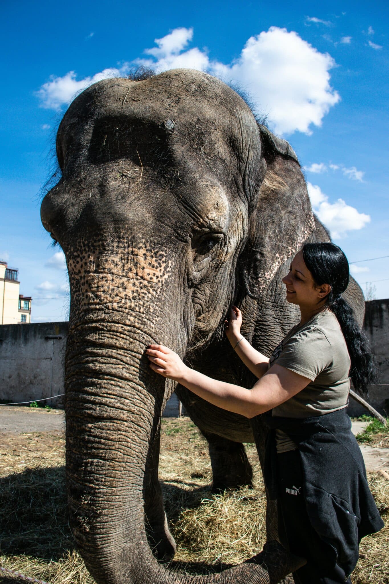 Закулисье костромского цирка: слониха Мара приглашает костромичей в незабываемое путешествие