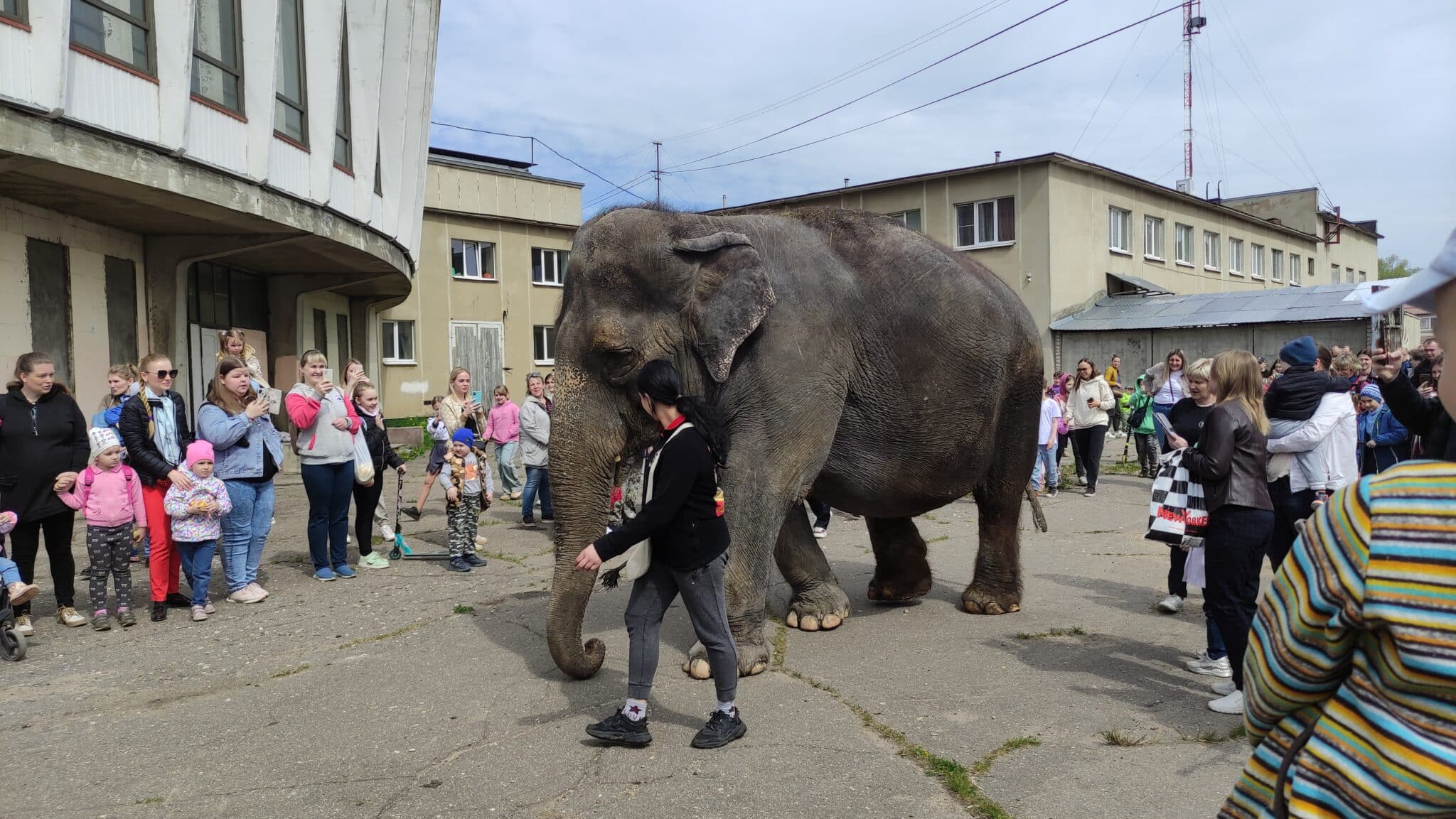 Каждую пятницу сотни костромичей приходят к стенам цирка, чтобы посмотреть на живого слона