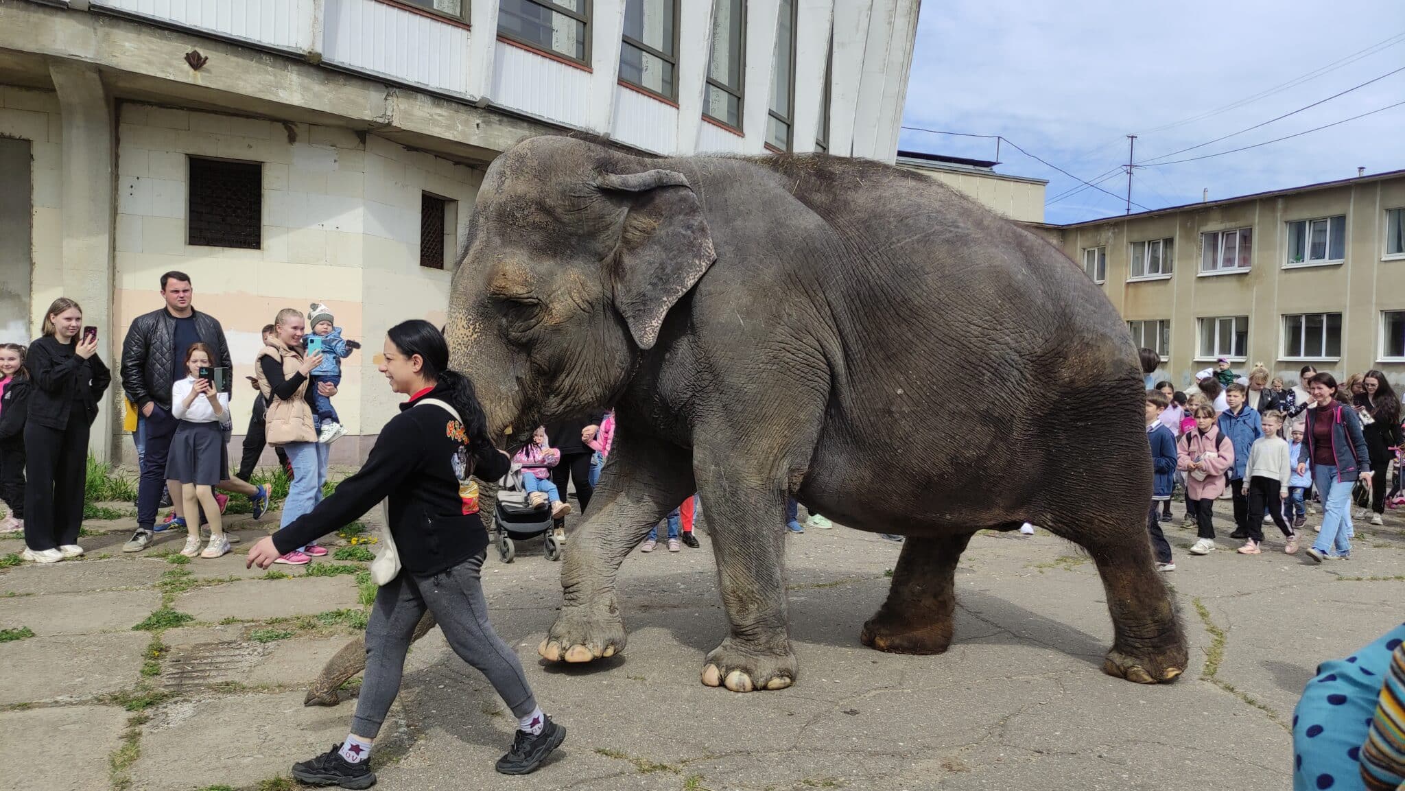 Каждую пятницу сотни костромичей приходят к стенам цирка, чтобы посмотреть на живого слона