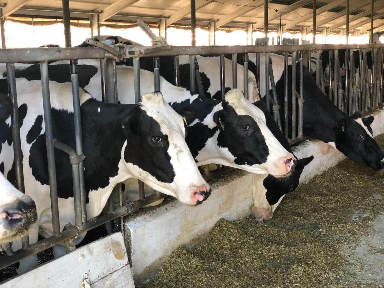В Костромской области стало больше коров