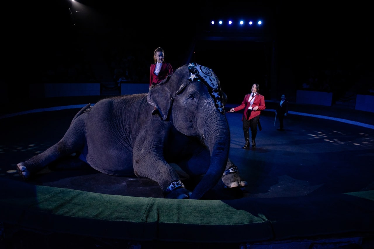 Закулисье костромского цирка: слониха Мара приглашает костромичей в незабываемое путешествие