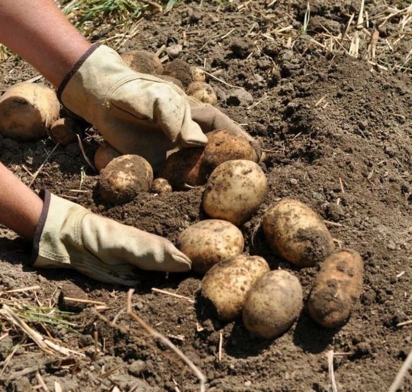 Костромских детей возят копать картошку для школьной столовой