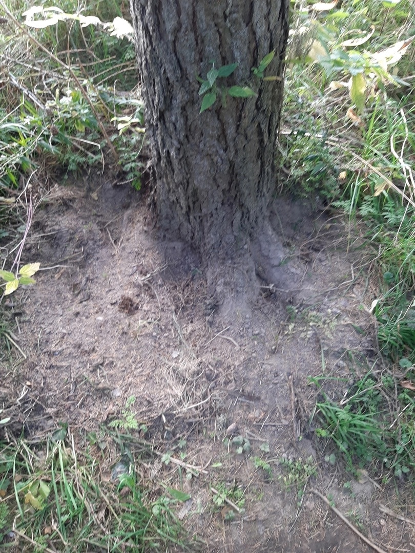 Наркозакладчики губят деревья в костромском парке Победы