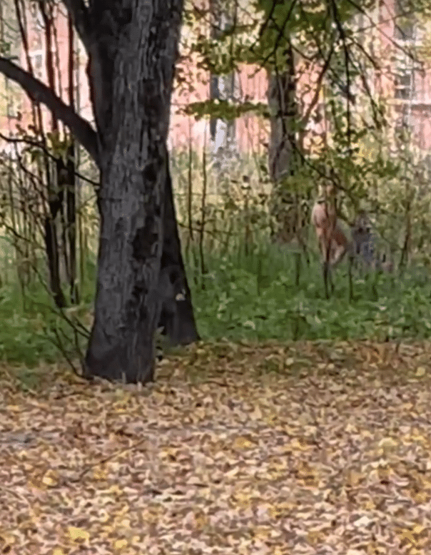 В Парке Победы в Костроме заметили голого костромича, преследующего девушек