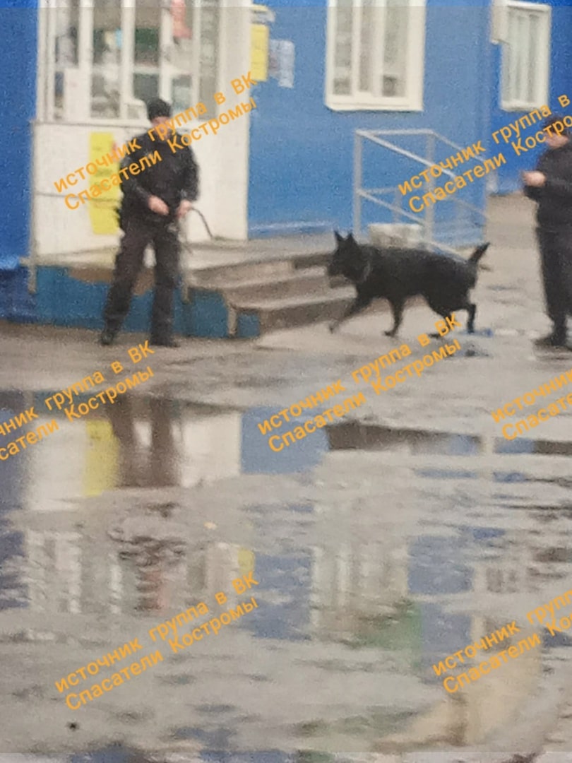 В Костромской области кинолог с собакой искал взрывчатку