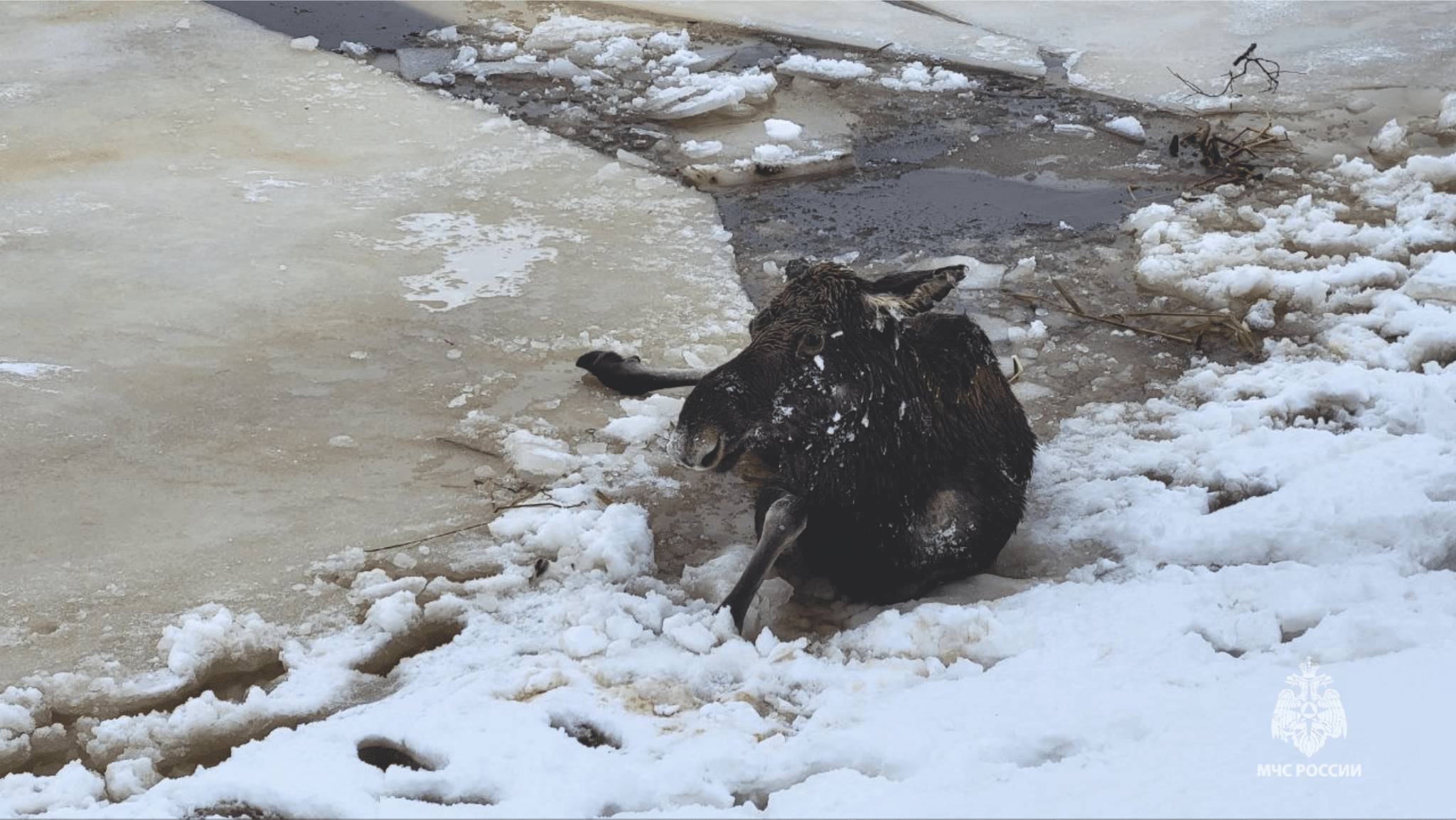 Муму по-костромски: спасатели вытащили лосиху из ледяного водоема