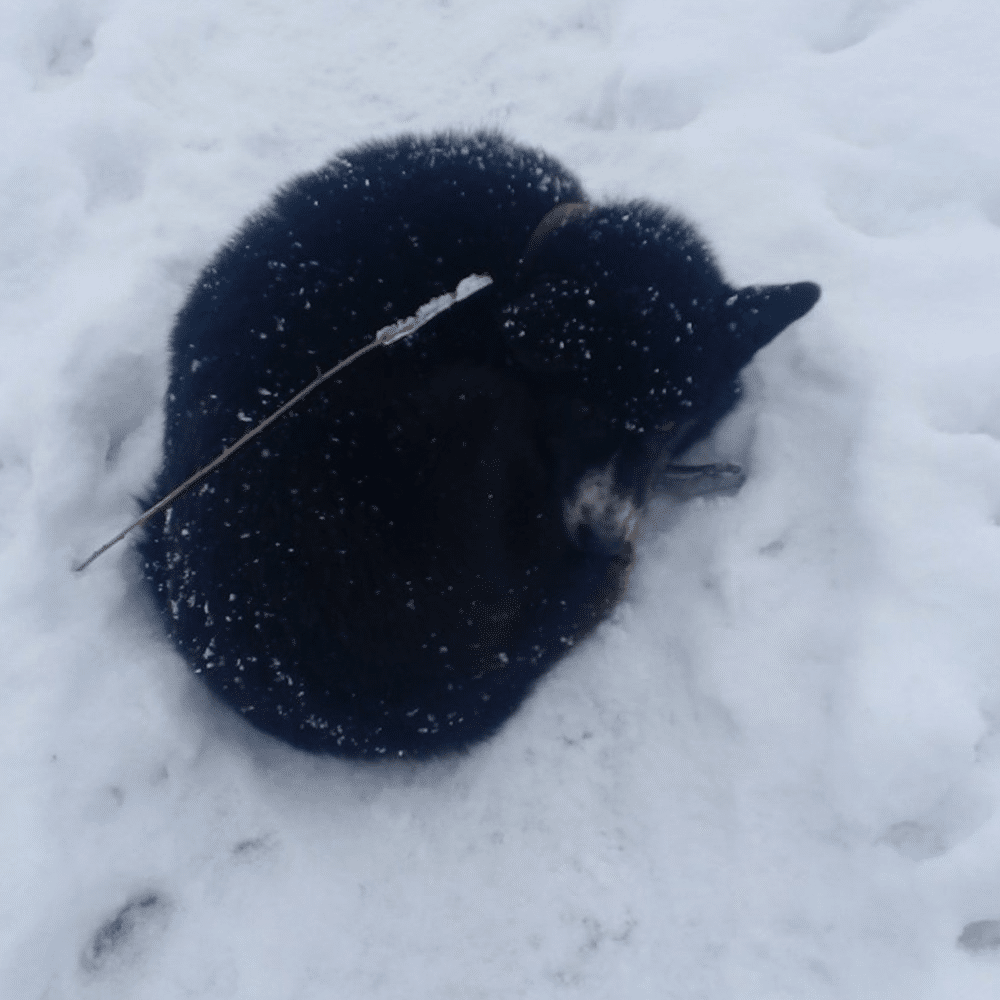 Костромские спасатели вытащили пса из холодной ямы