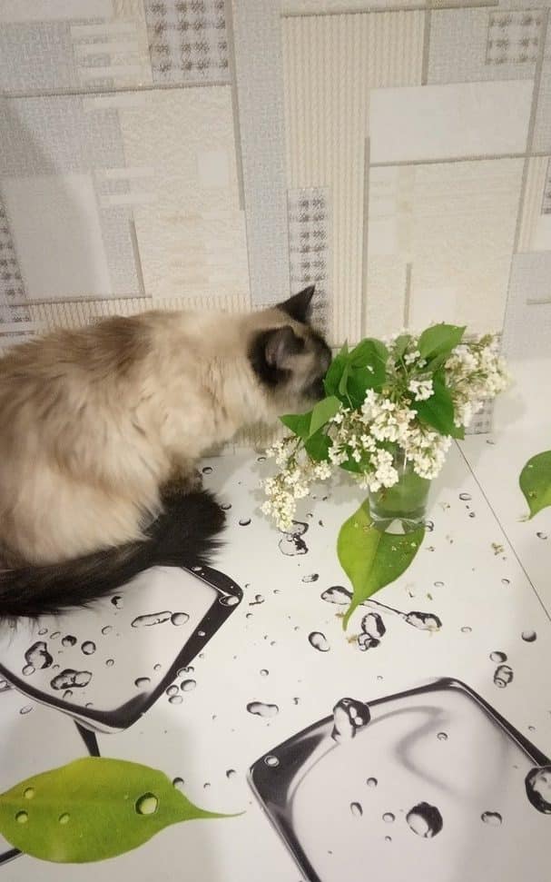 Костромские журналисты в День кошек поделились своими пушистиками