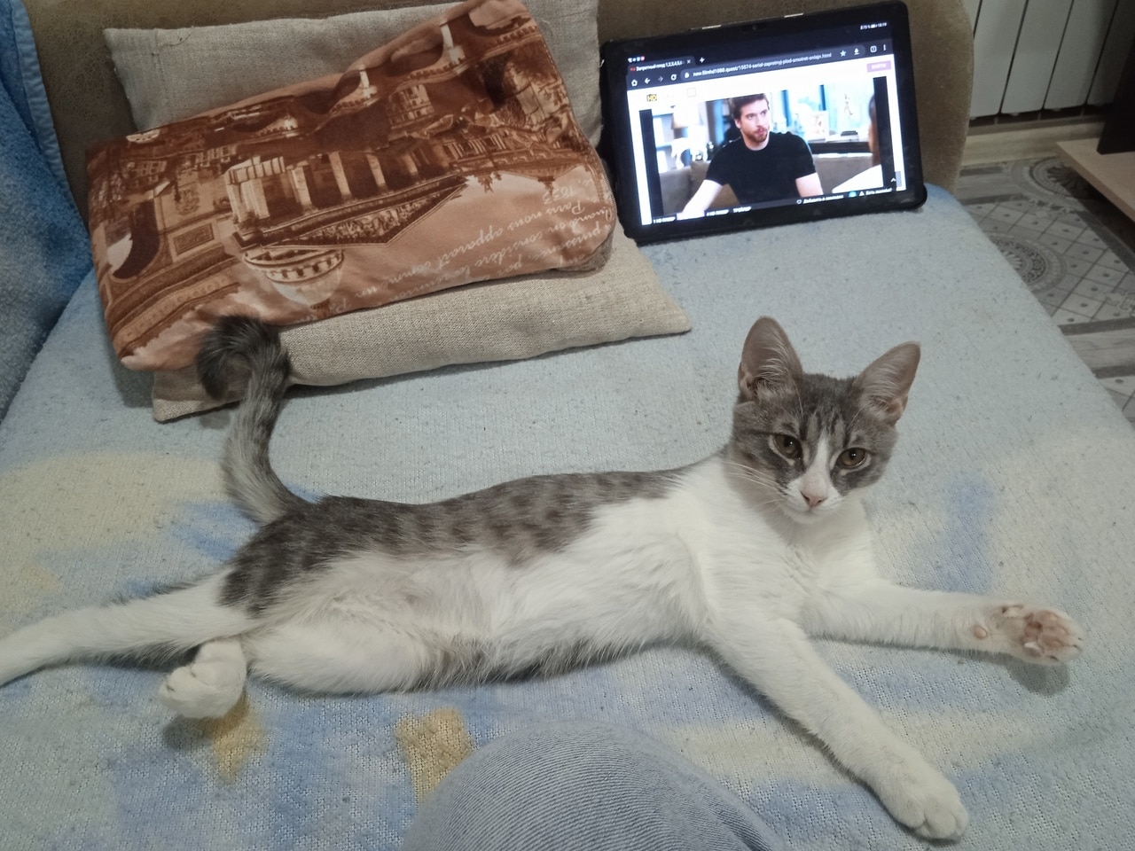 Костромские журналисты в День кошек поделились своими пушистиками