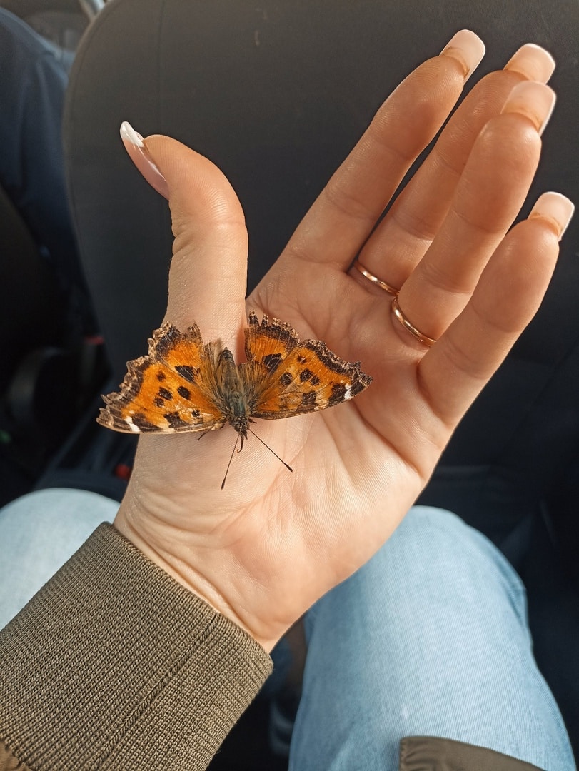 В преддверии 8 марта в Костроме залетали бабочки