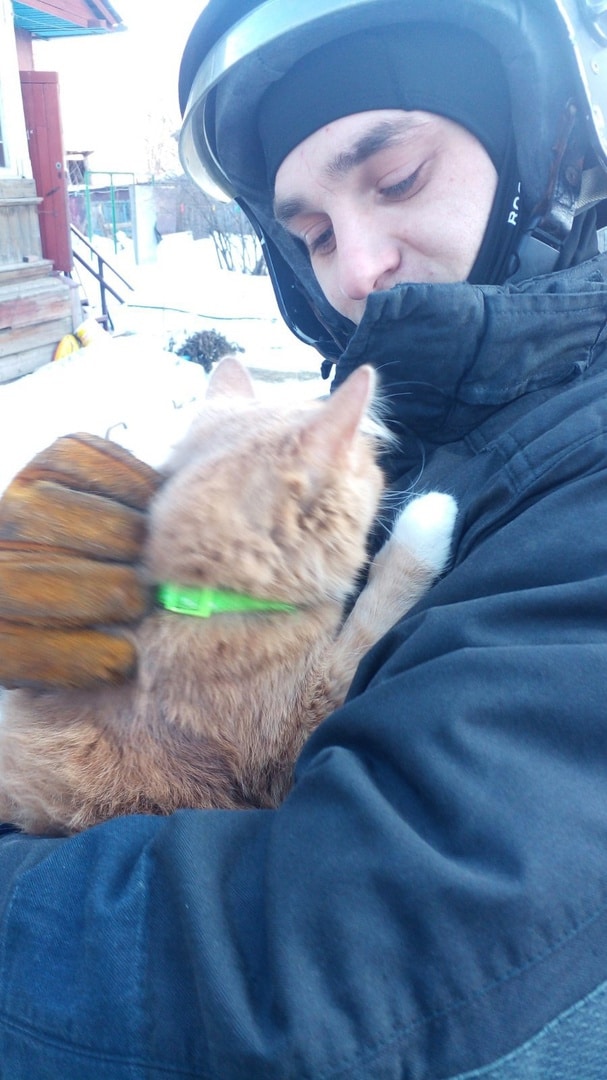 В Костроме спасли персикового кота-скалолаза
