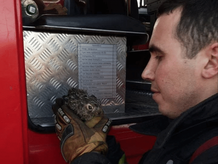 Костромской спасатель защитил маленького зайчика от пала сухой травы