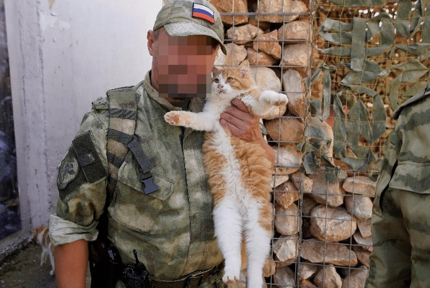 В костромском музее появился военный котенок Башмачок