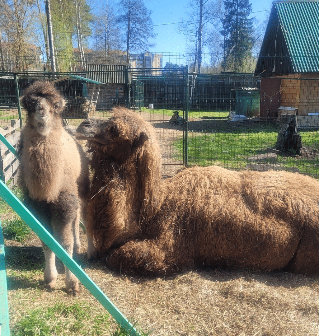 В Костромском зоопарке родился пушистый верблюжонок