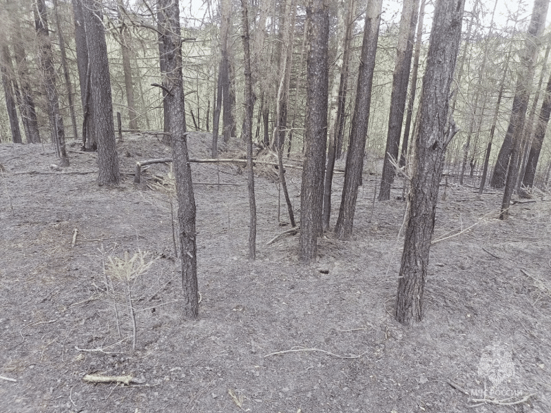 Два серьёзных природных пожара захватили костромские леса в субботу