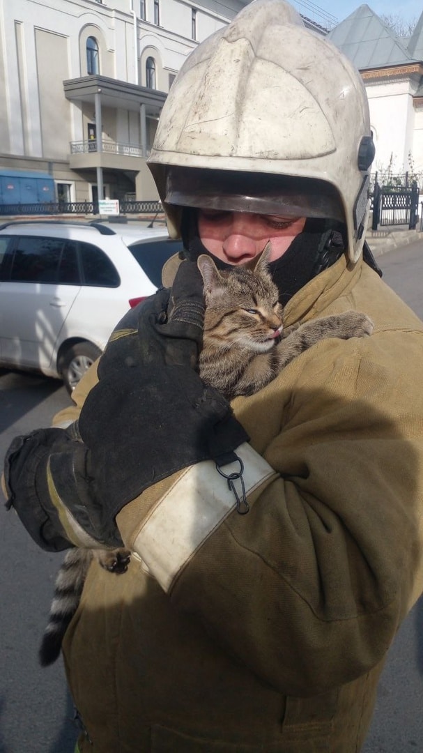 В Костроме спасли застрявшего на березе котенка