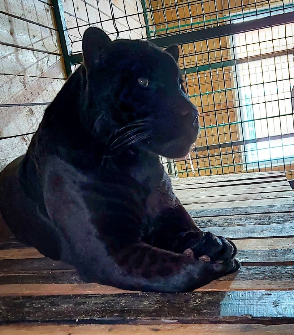 В Костроме две большие кошки празднуют День ягуара