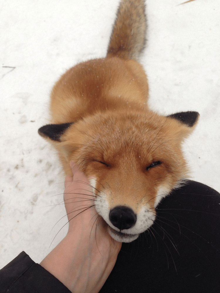 В костромском зоопарке животные улыбаются зиме