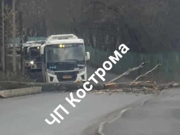 Упавшее дерево перекрыло дорогу автобусам в Костроме