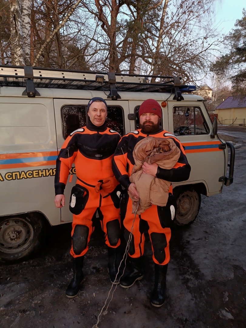 В Костроме нашлись хозяева тонущей в реке чихуахуа