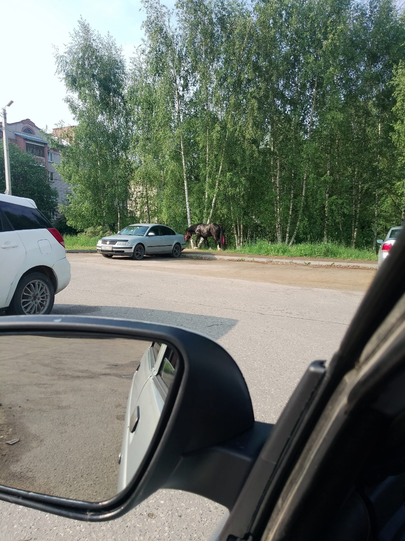 По улицам Костромы бегал черногривый конь