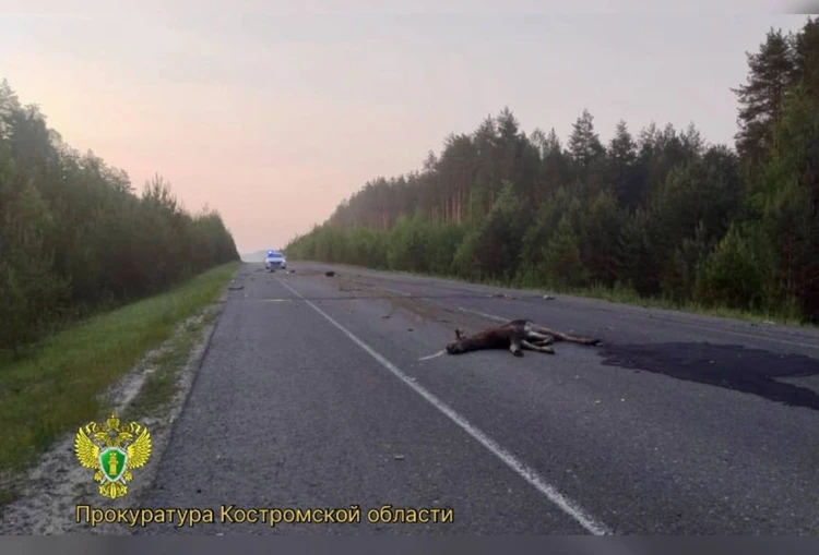 Два человека попрощались с жизнью из-за лося на костромской трассе