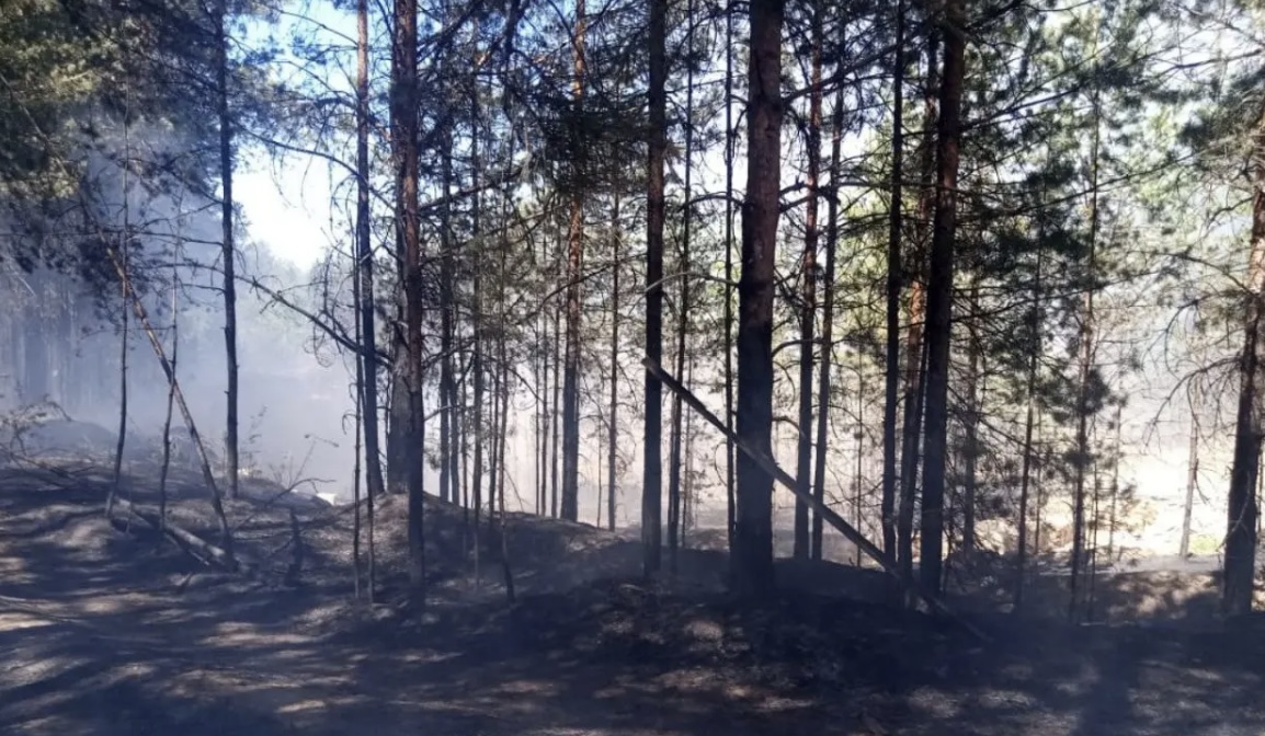 В Костромской области начался лесной пожар
