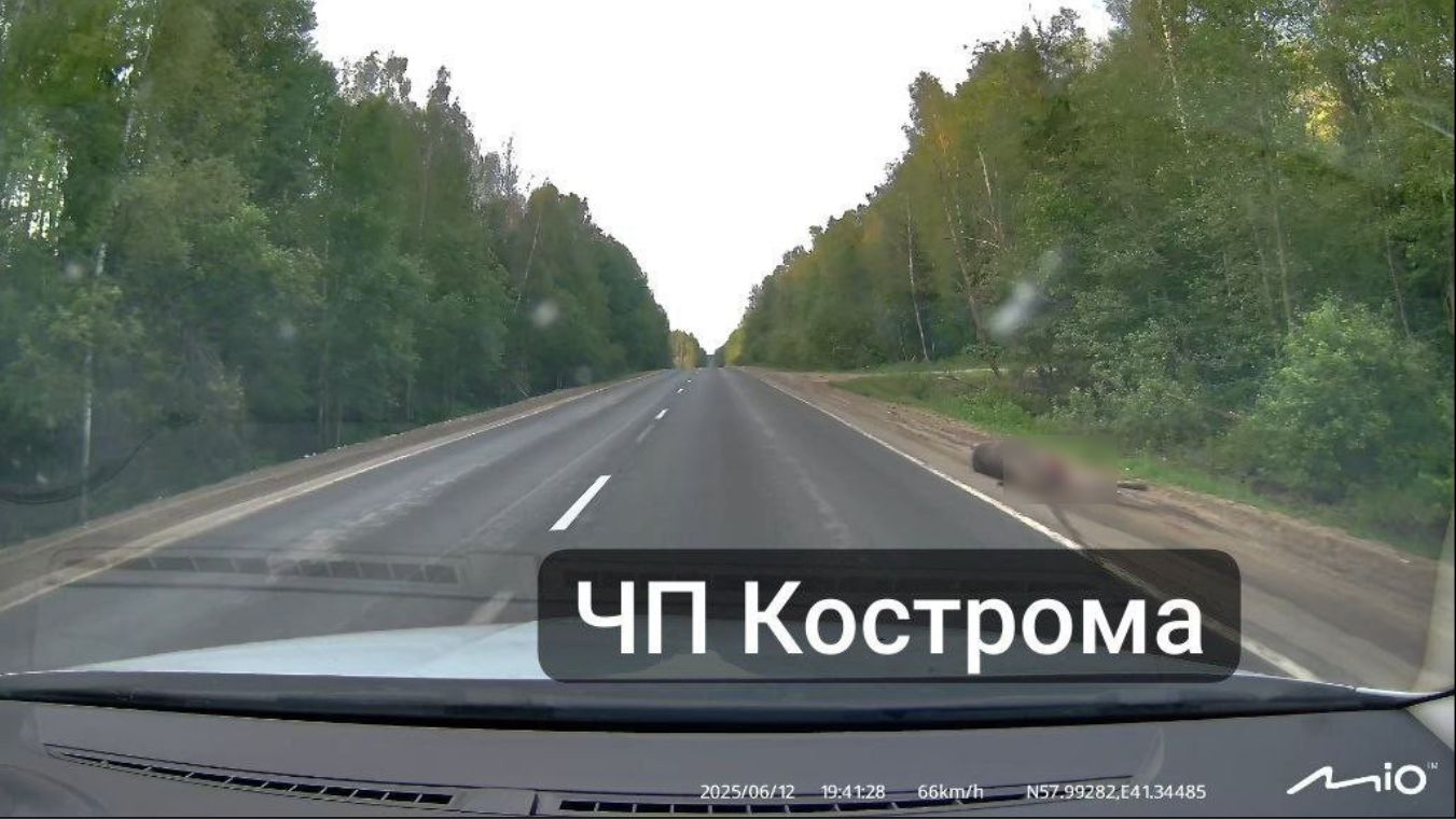 Под Костромой неизвестный сбил лося и сбежал
