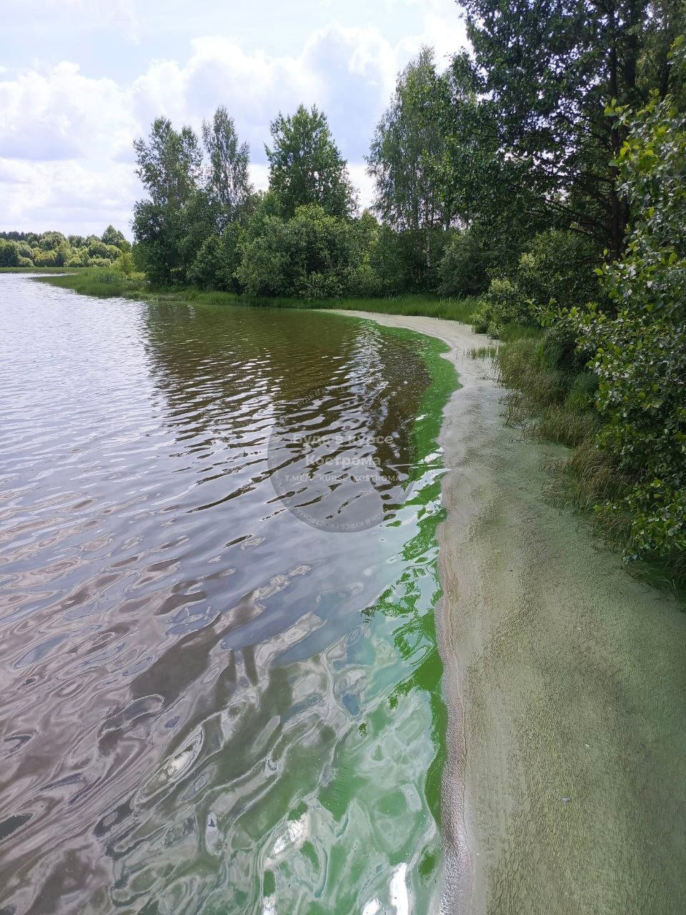 В озеро под Костромой сливают неизвестную жижу