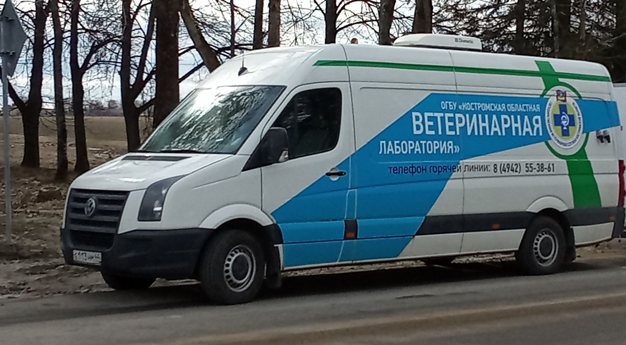 В Костроме бесплатно прививают животных от бешенства