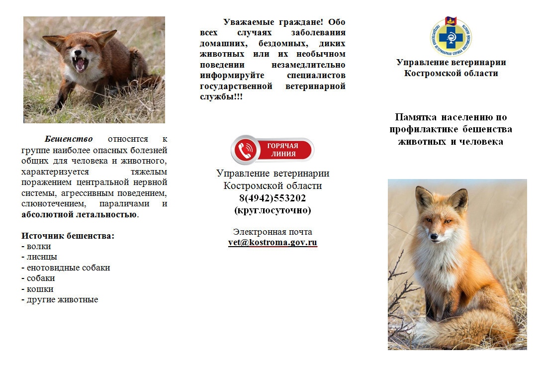 Костромские ветеринары просят немедленно сообщать о животных с бешенством