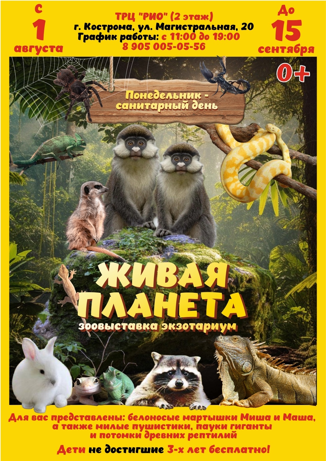 Белоносые мартышки и гигантские пауки приедут в Кострому