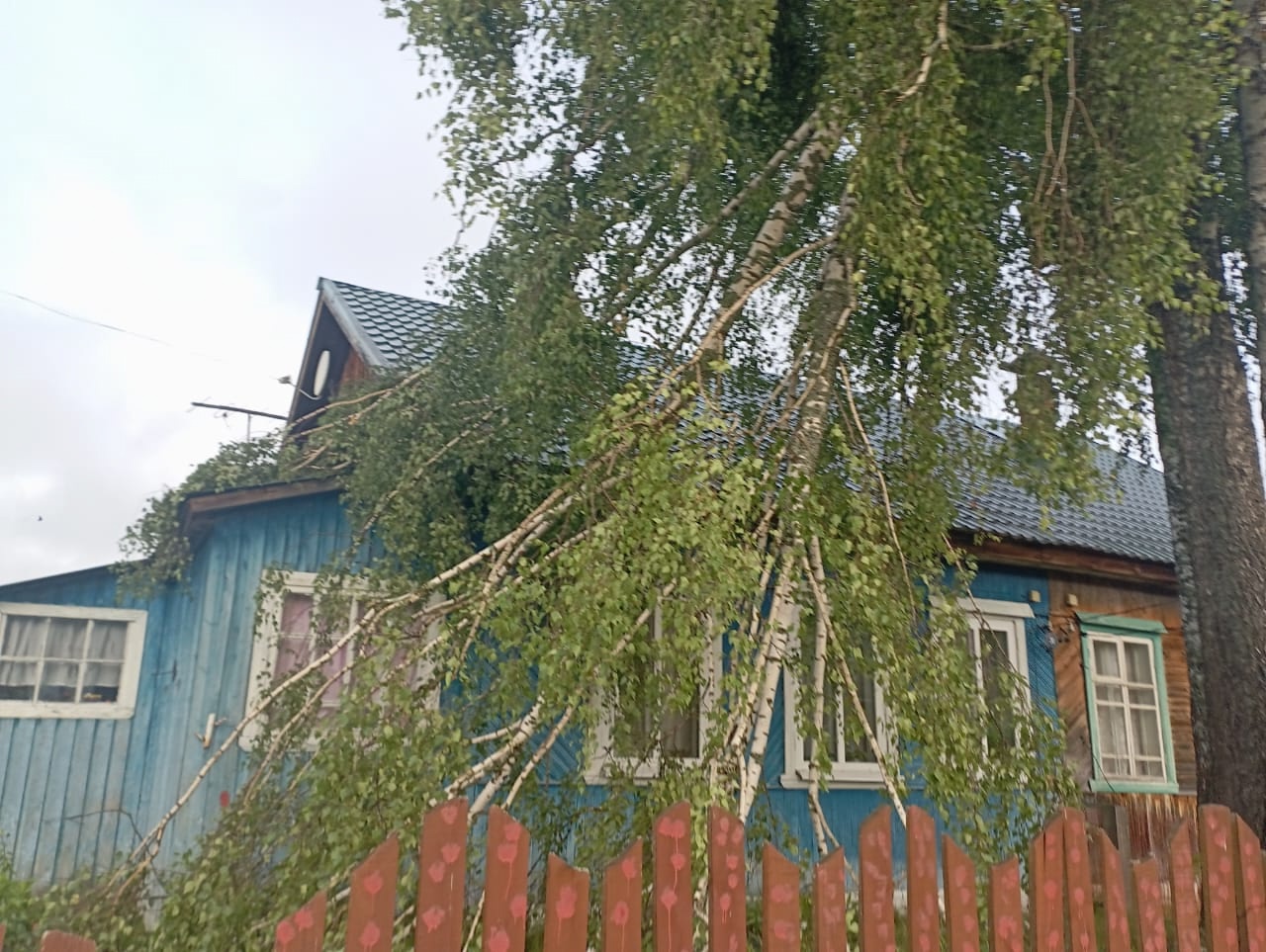 Сильнейший ураган повалил деревья в костромских поселках