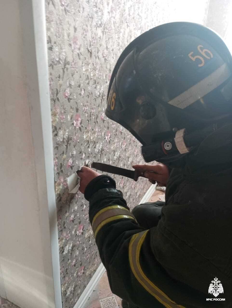 В Костромской области огнеборцы спасли замурованного в стене котенка