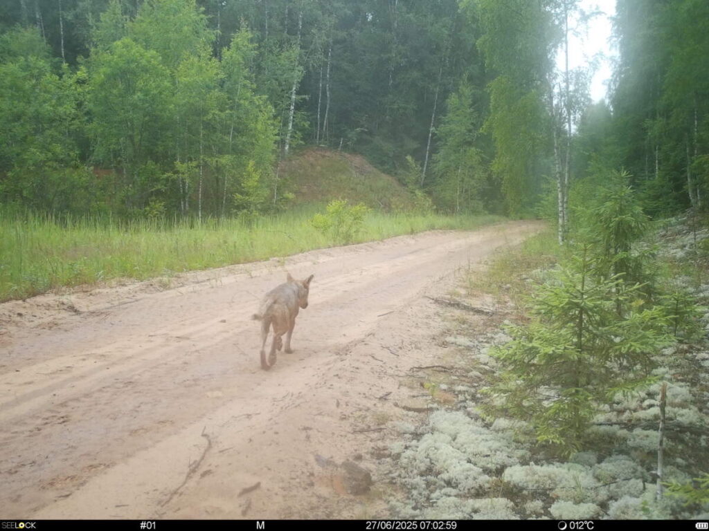 Обитатели леса устроили фотосессию в костромском гусином краю