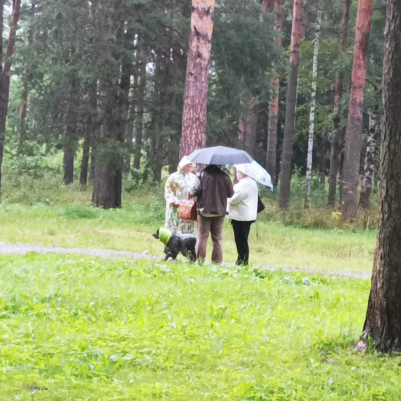 В костромском парке провели рейды по проверке собачников