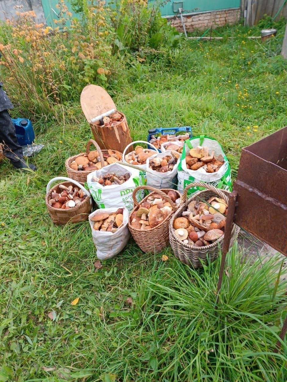 Грибное нашествие: костромичи огромными корзинами собирают белые