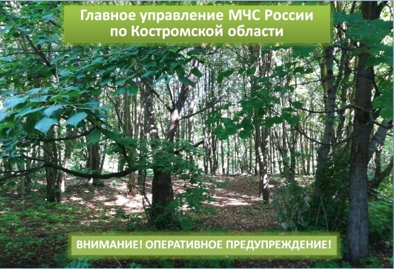 В Костромской области сохранится высокая пожароопасность до 5 октября