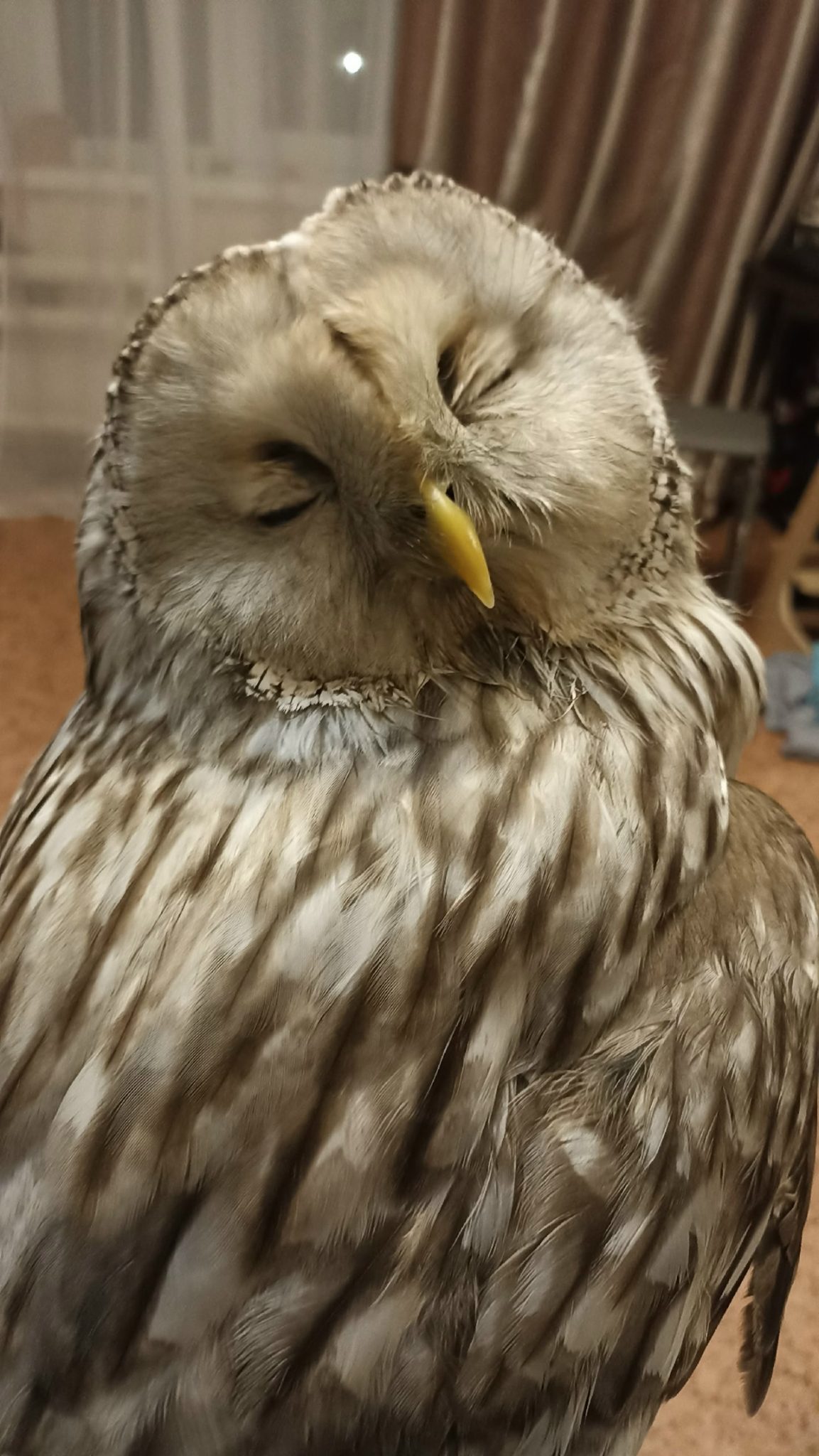 В Костроме редкой уральской сове требуется срочная транспортировка в столицу