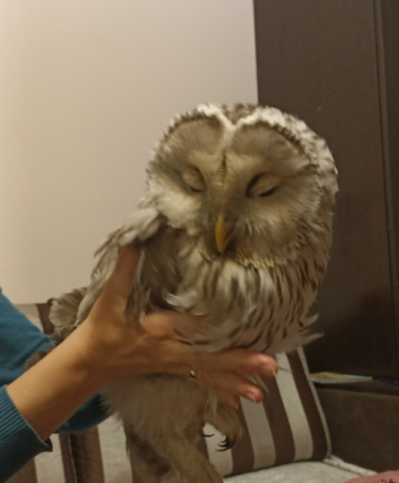 В Костроме редкой уральской сове требуется срочная транспортировка в столицу