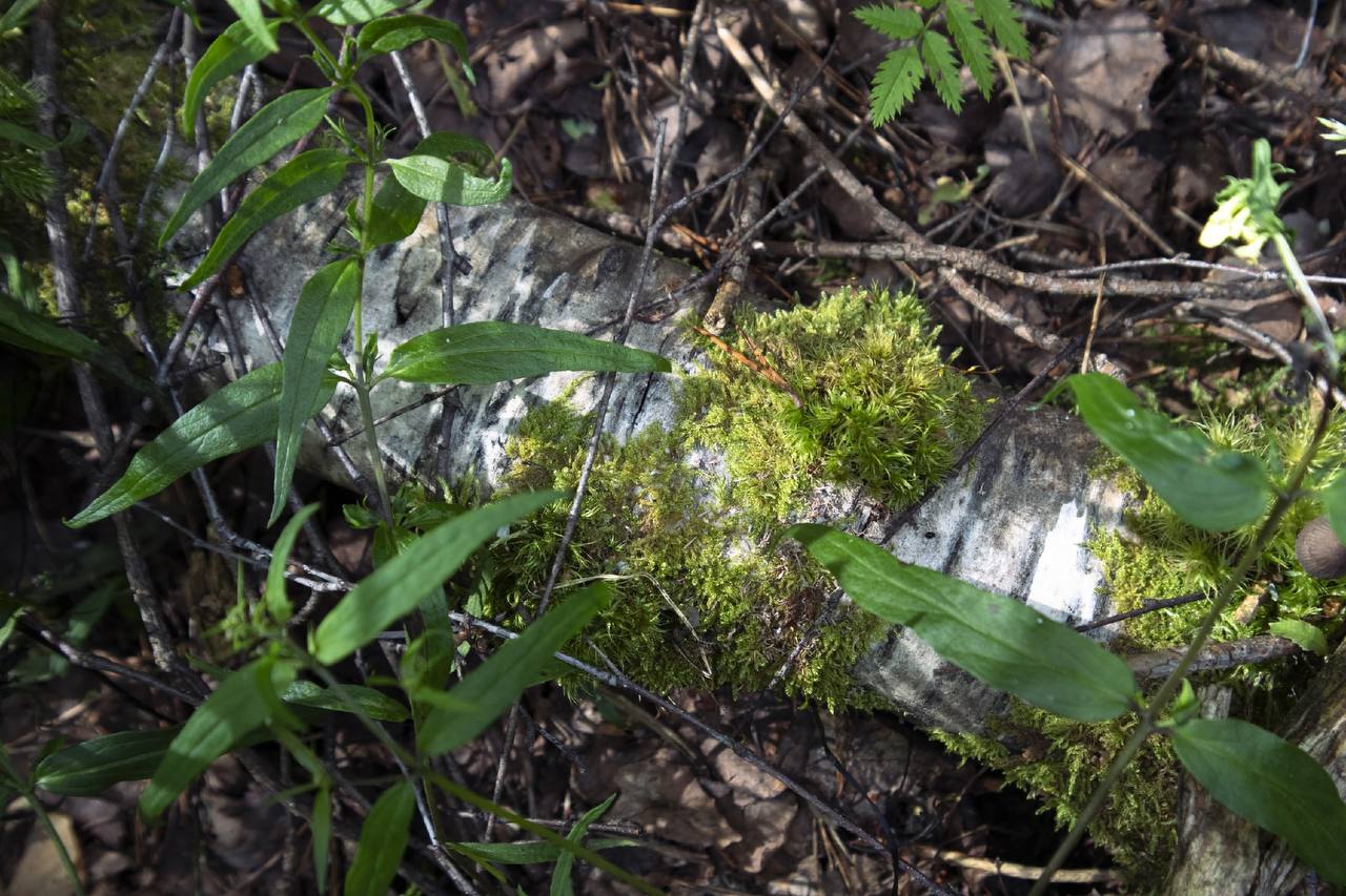То березка, то осина: костромич заплатит крупный штраф за незаконную вырубку леса
