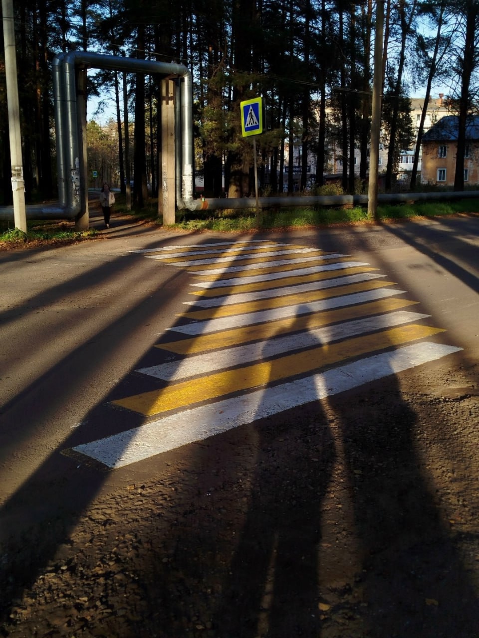 В Шарье завелась пьяная зебра