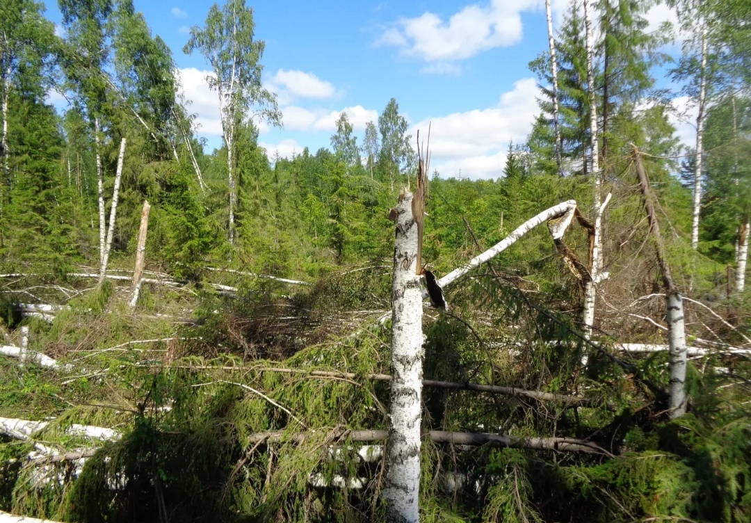 То березка, то осина: костромич незаконно нарубил деревьев на полмиллиона рублей