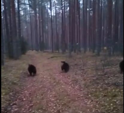 Только пятки сверкали: троицу медвежат-сирот выпустили в костромской лес