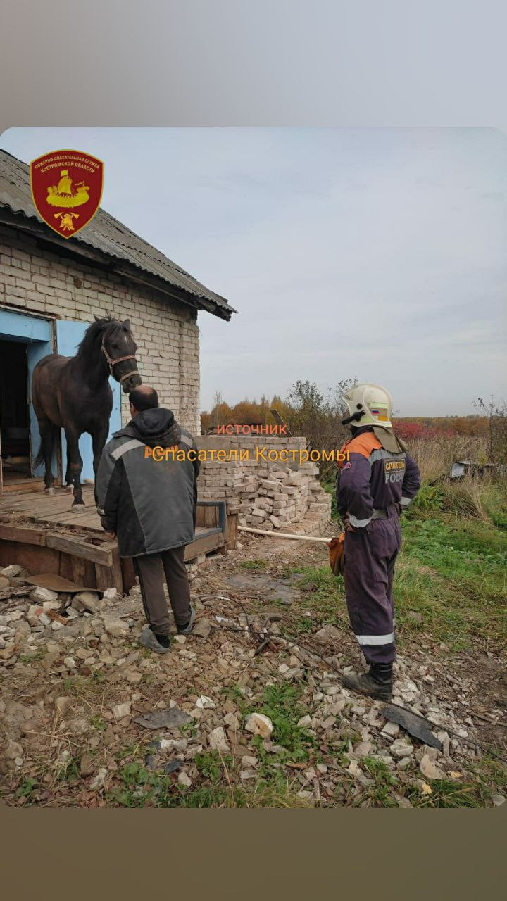Костромские спасатели вызволили лошадь из заброшенного погреба